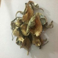 Kaufen Sie Psilocybe Cubensis Pilze