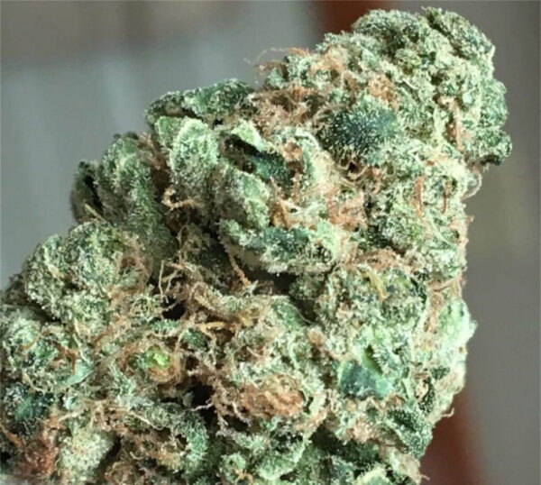 اشترِ White Widow Premium