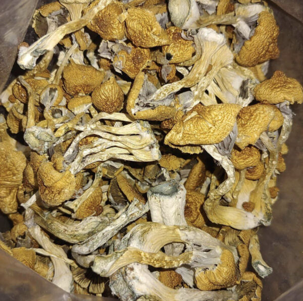 Buy Magic Mushrooms Online