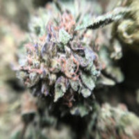 Buy Gelato Cannabis Online