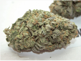 Buy Sunset Sherbert Kush