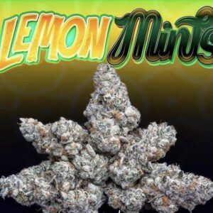 Buy Jungle Boys Lemon Mints